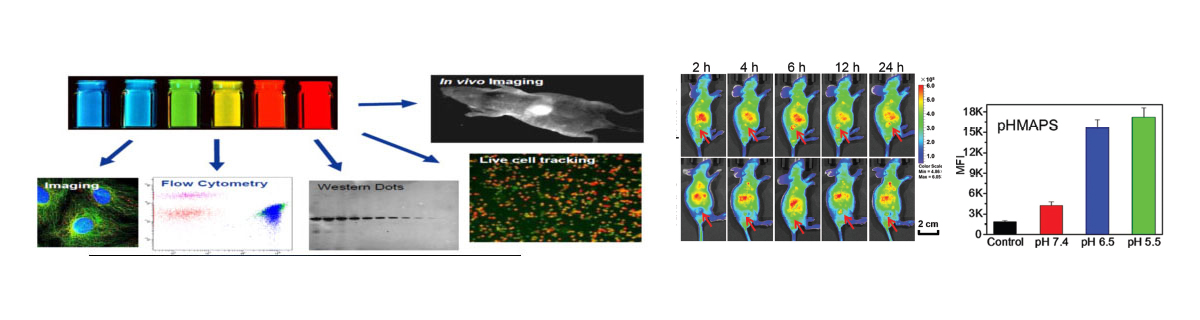 Fluorescence-imaging editorial banner from the authorized Shanghai Apeptide source archive